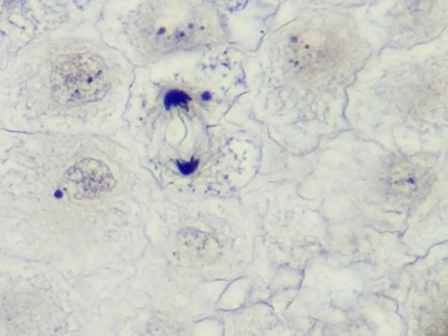 White Fish Mitosis Slides - White Fish Mitosis 03 400X